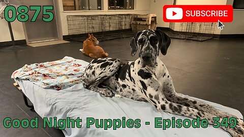 [0875] GOOD NIGHT PUPPIES - EPISODE 349 [#dogs #doggos #doggos #puppies #dogdaycare]