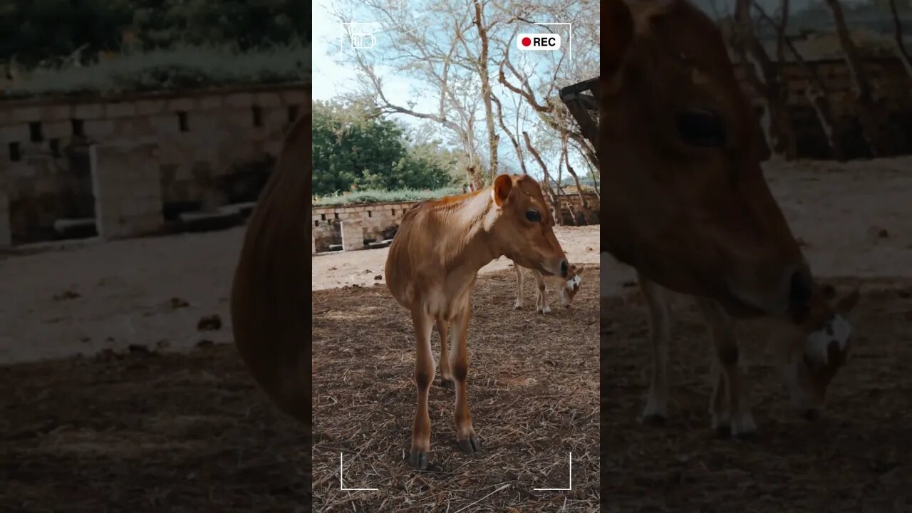 Charming Choslitani Delight: Meet the Adorable Cow Calf | New Member | Calf