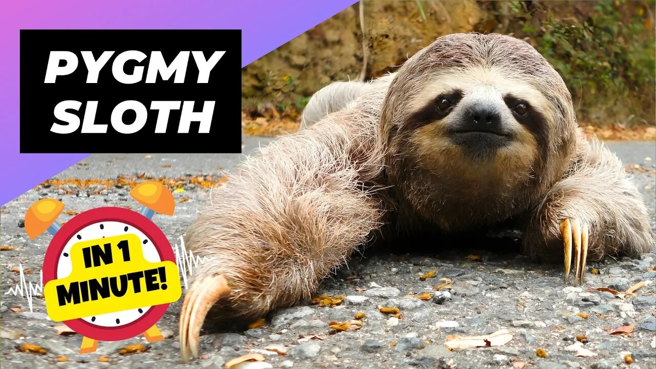 Pygmy Three-toed Sloth - In 1 Minute! 🦥 The World's Smallest Sloth | 1 Minute Animals