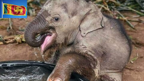 An arbitrary baby elephant in Sri Lanka