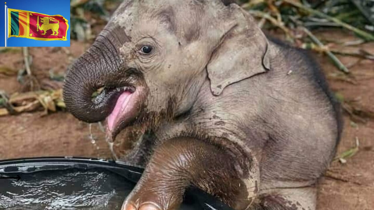 An arbitrary baby elephant in Sri Lanka