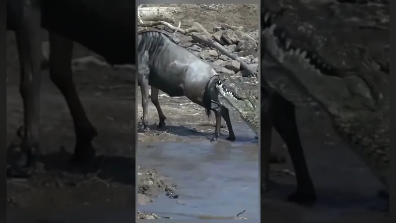 Crocodile bite back of wildbeest when crossing river