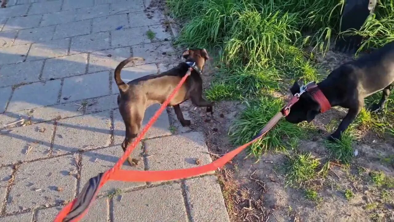 TOXIC Cancel Culture toxicity, examples Staffordshire Bull Terrier + OUTCROSS forum & doggroups