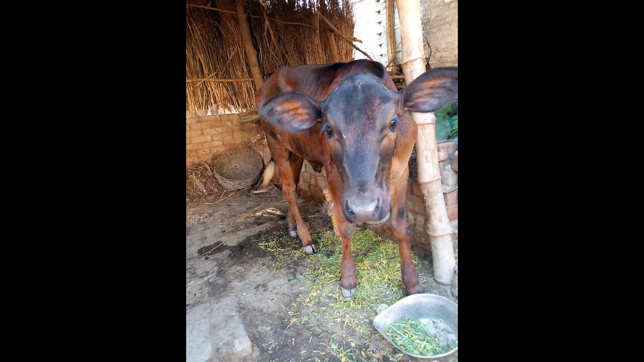 Cow baby looking so cute