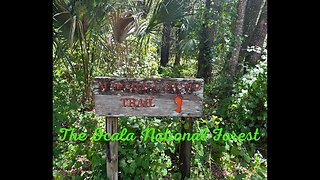 Hike in Ocala National Forest