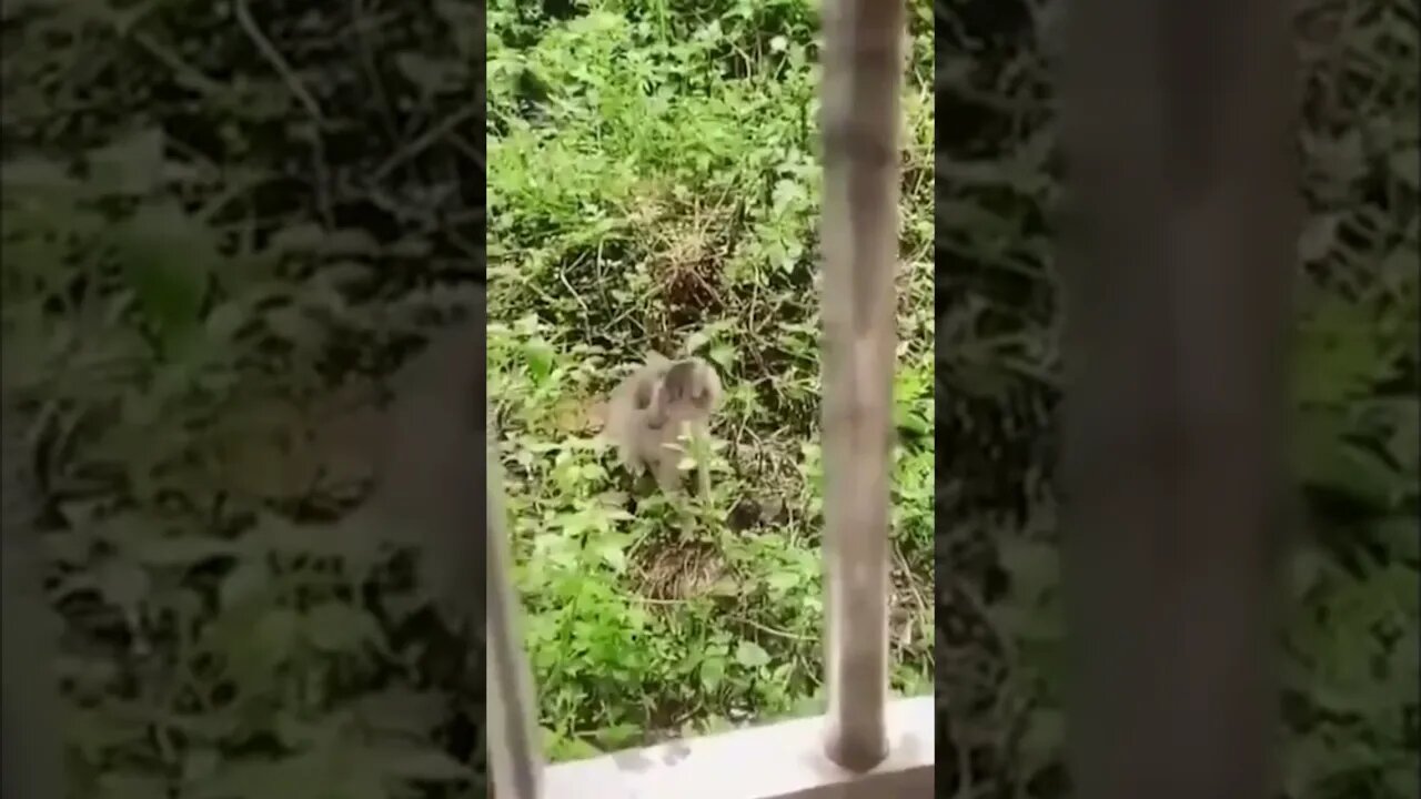 Confused Cat