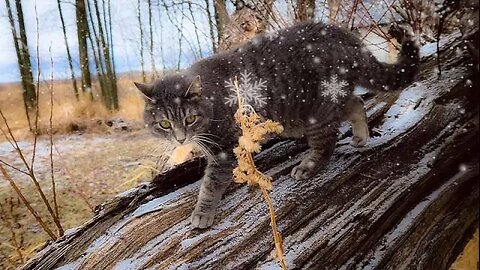 Floki Navigates Da Trees