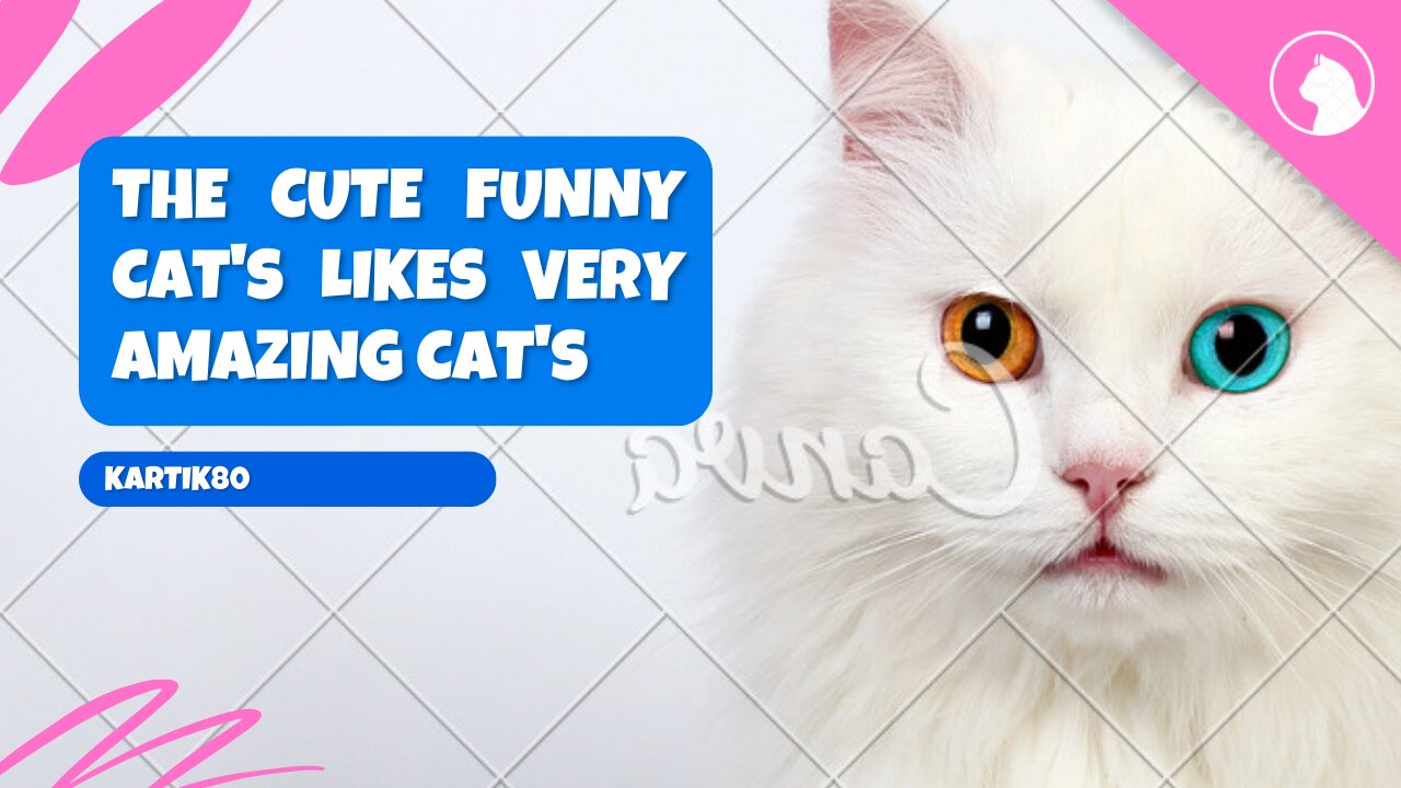 FUNNY PET'S ANIMALS KINGDOM FUNNY CAT'S MEOW KITTU KITTEN