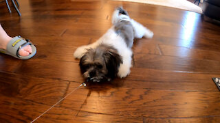 Buddy plays with cat toy