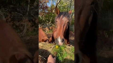 Feeding A Wild Mustang