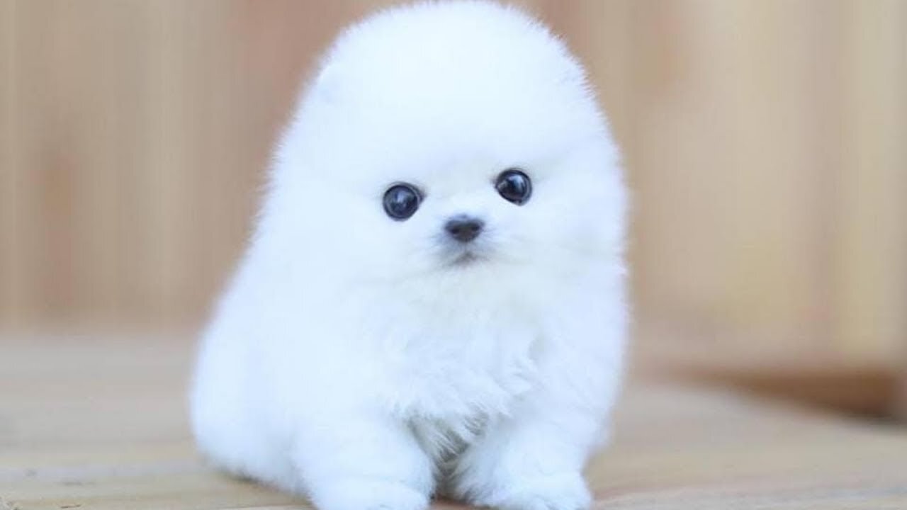 😍Mini Pomeranian - Funny and Cute Pomeranian😍😍😍