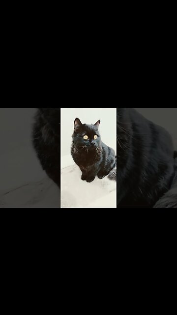 Black Persian Cat #cutecat #leo