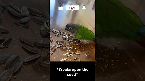 Birdie eating a seed up-close!! 🌱