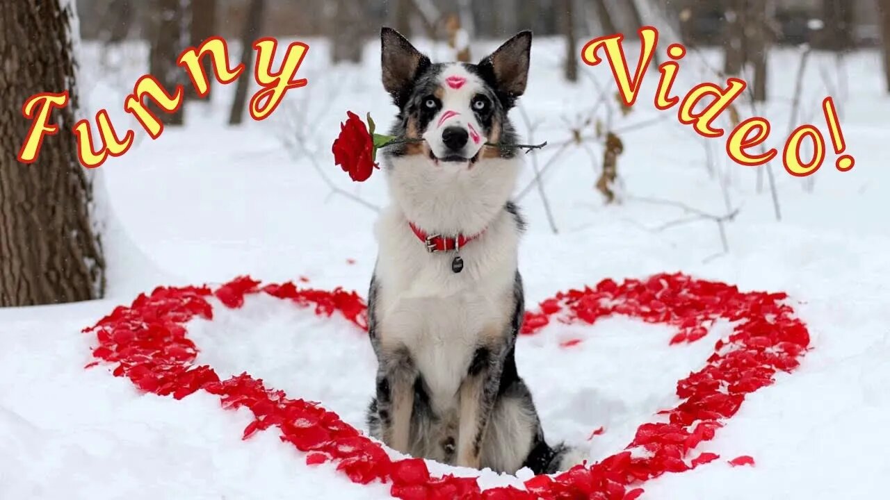 Смешные Собаки 27 Funny Dogs Юмор