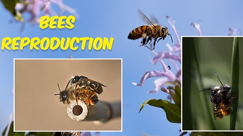 The Dance of Life: Bees and Their Vital Role in Nature