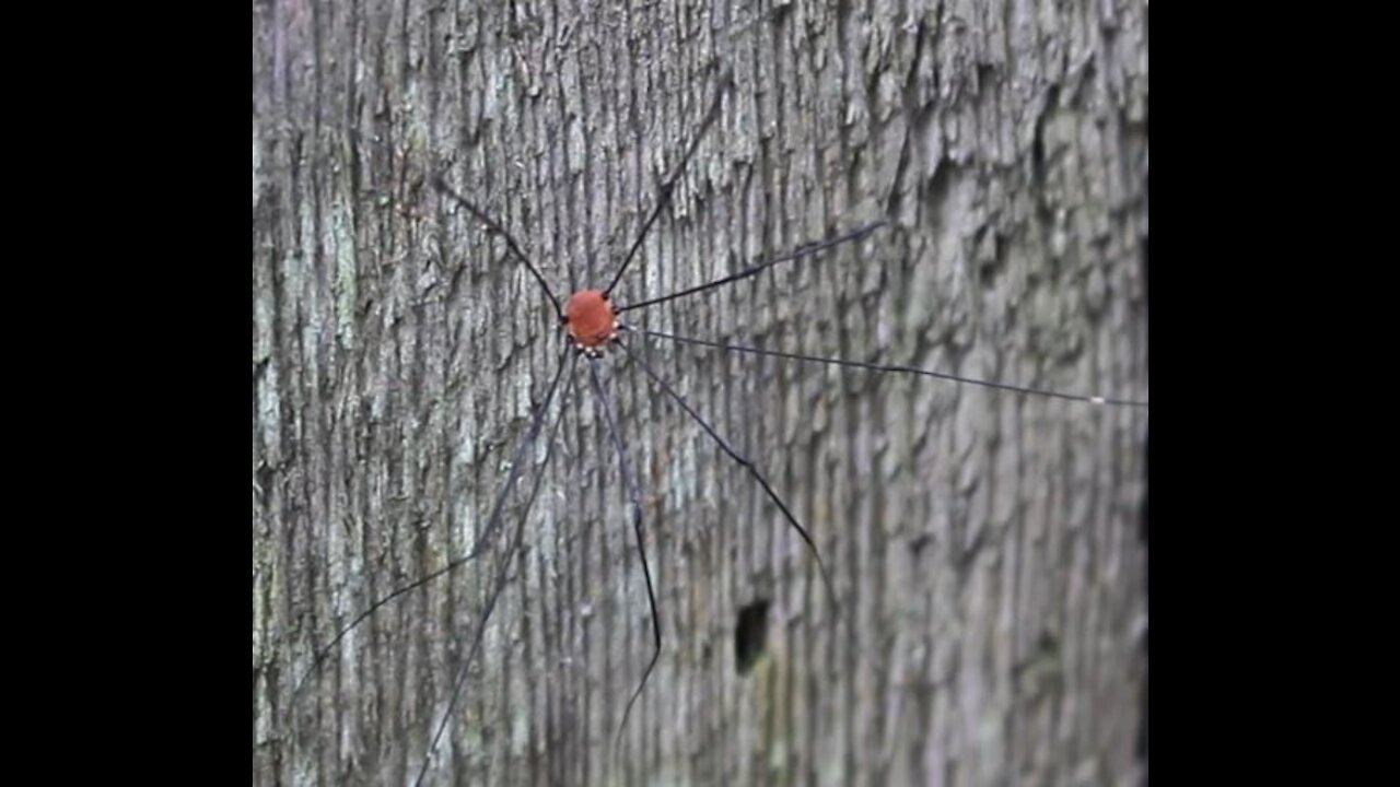 Daddy Long Legs Spider