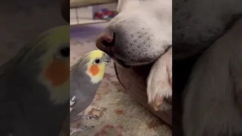 Bird wants to play with his friend