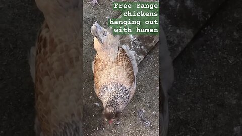 Free range chickens hanging out with human