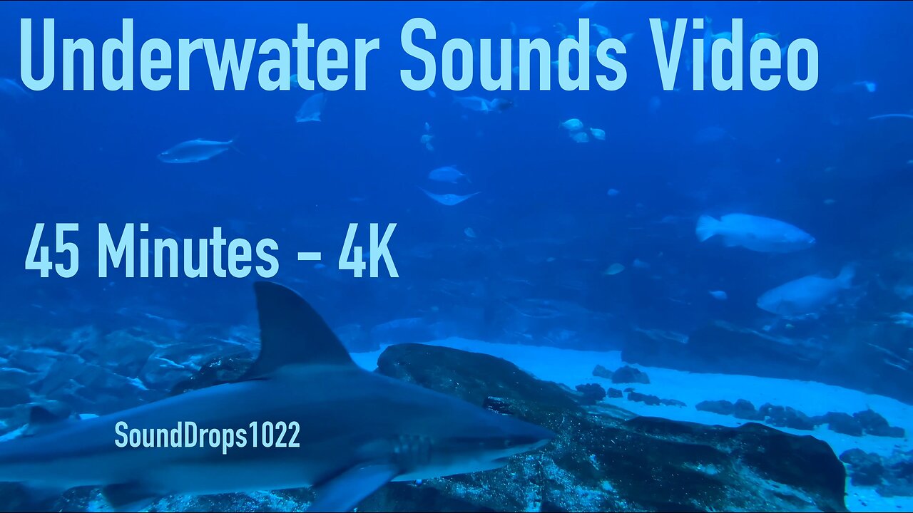 Get Refreshed With 45 Minutes Of Underwater Sounds Video