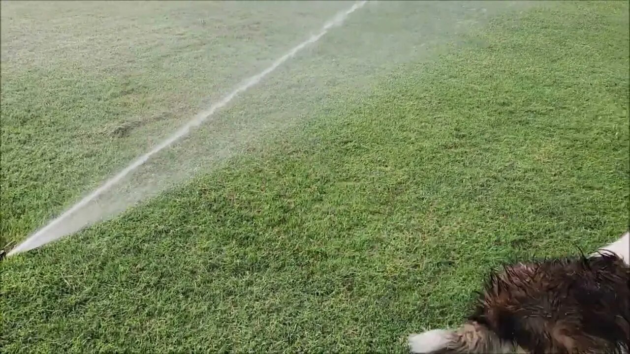 Sammy teaches 7mo old Rocky how to play with sprinklers.