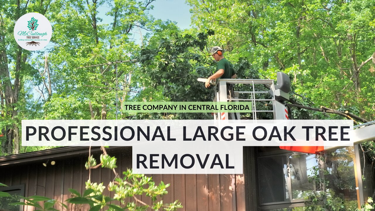 How We Removed A Large, Dangerous Oak Tree From a Yard