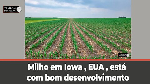 Milho em Iowa ,EUA ,está com bom desenvolvimento. Soja nem tanto. Veja as fotos