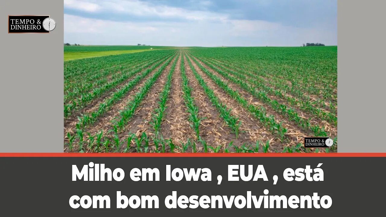 Milho em Iowa ,EUA ,está com bom desenvolvimento. Soja nem tanto. Veja as fotos