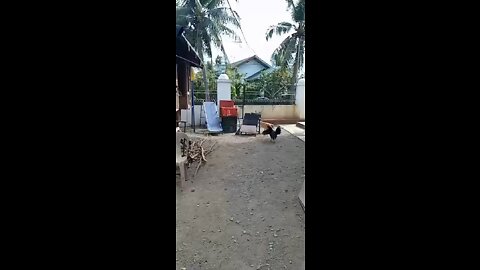 Chicken yard Philippines