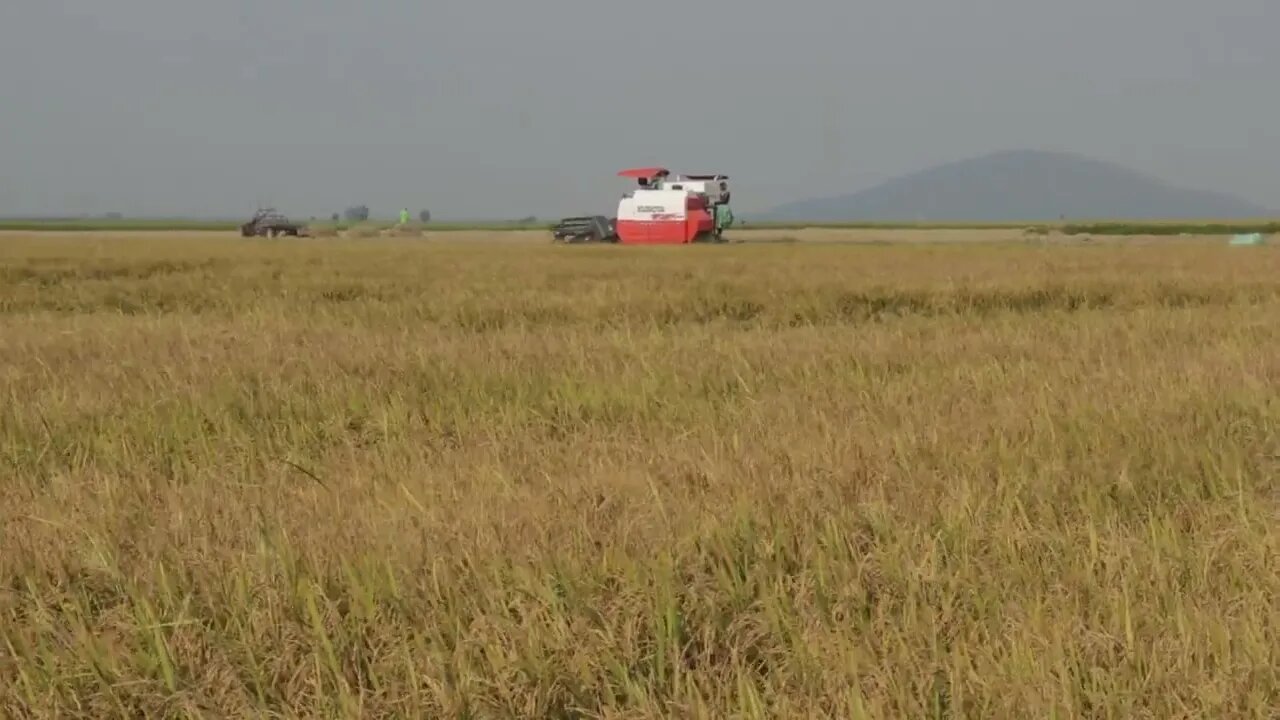 Harvesting rice