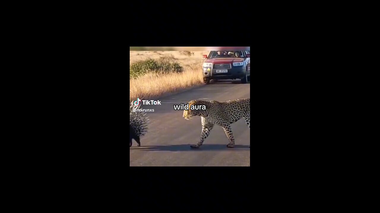 leopard vs porcupine fight