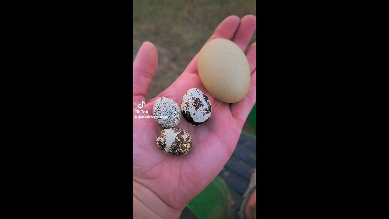 Our first Quail eggs