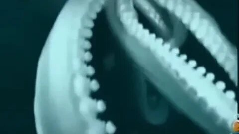 Giant Squid 🐙