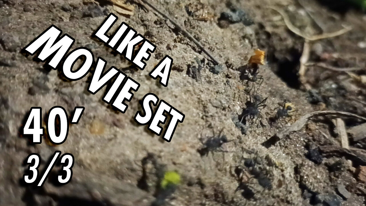 A nice angle to watch the ants come and go - 3/3