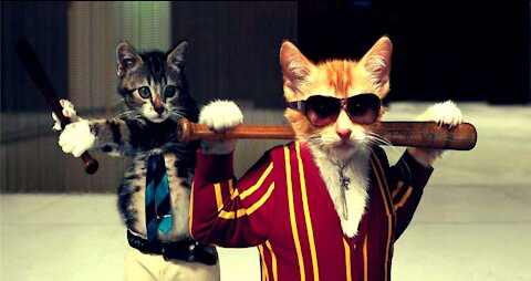 Funniest Animals