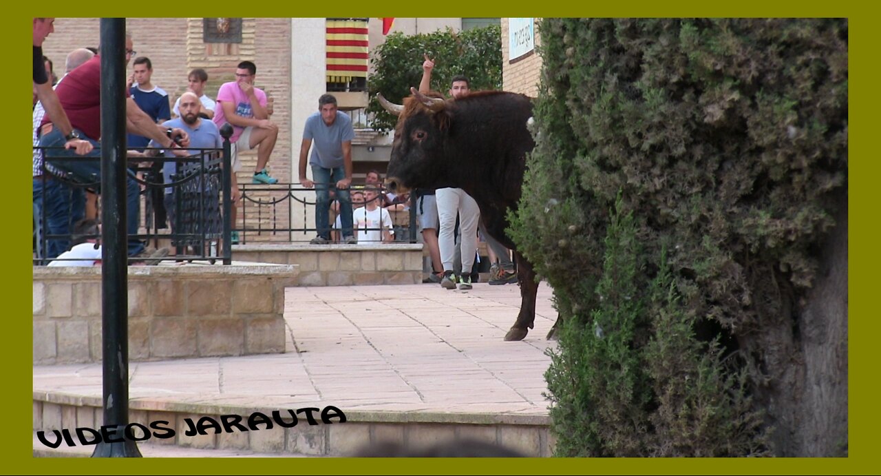 FRÉSCANO ( ZARAGOZA ) TARDE VACAS CALLE ( SABADO 15 OCTUBRE 2022 ) EL RUISEÑOR