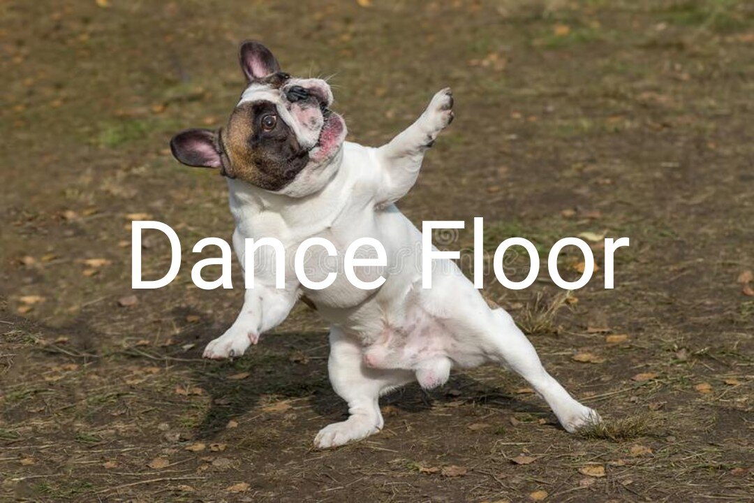 Dont miss to watch these Dogs dancing and enjoying