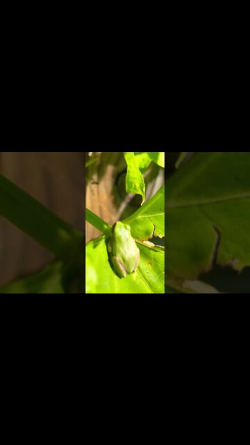 Green tree frog in Tennessee #hedgehogshomestead