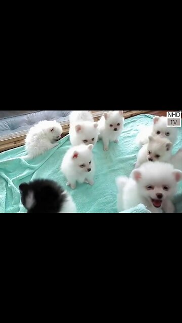 Cutes dogs | Cutest dog in the world | Cute dogs clips