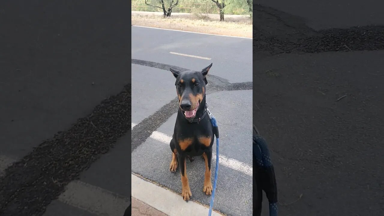 #Doberman is EXCITED for his walk! 🐕❤️ #dobermanlove #dobermantraining #dobies #dobermanpinscher