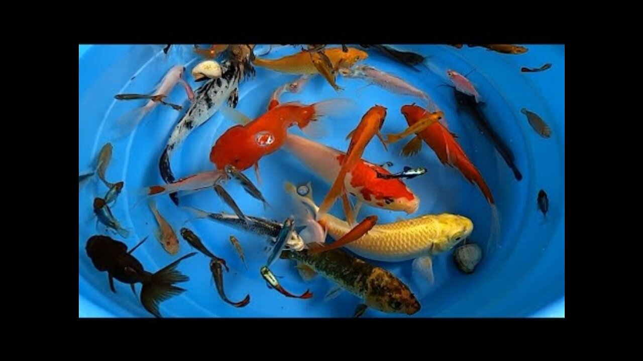 Different Kinds of Beautiful Fishes