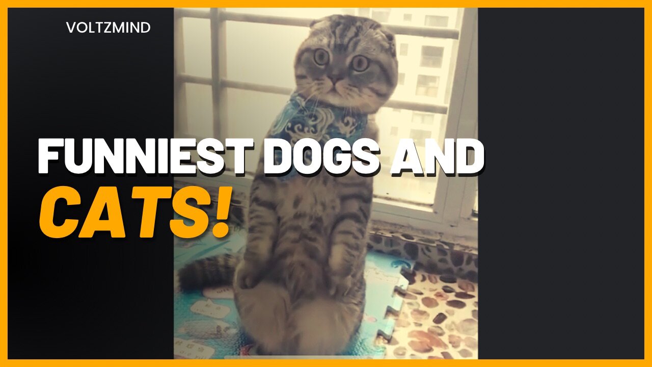 Funniest | dogs and cats divertidos!