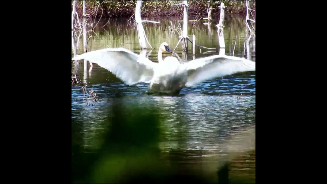 trumpeter swan