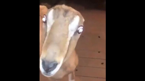 Not-Deer on Video