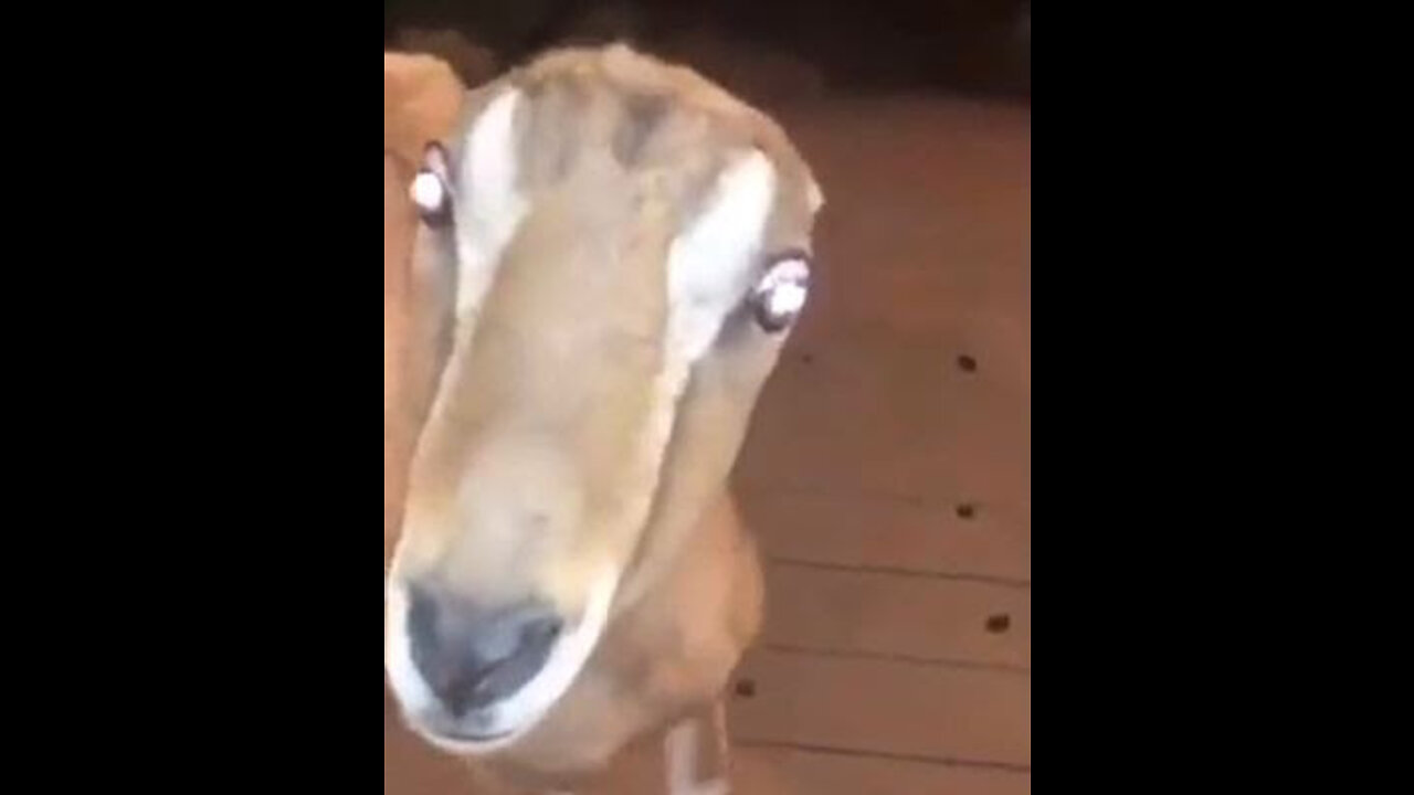 Not-Deer on Video