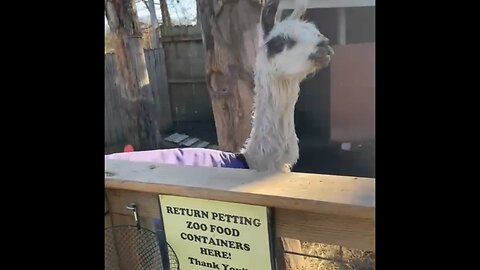 Llamas