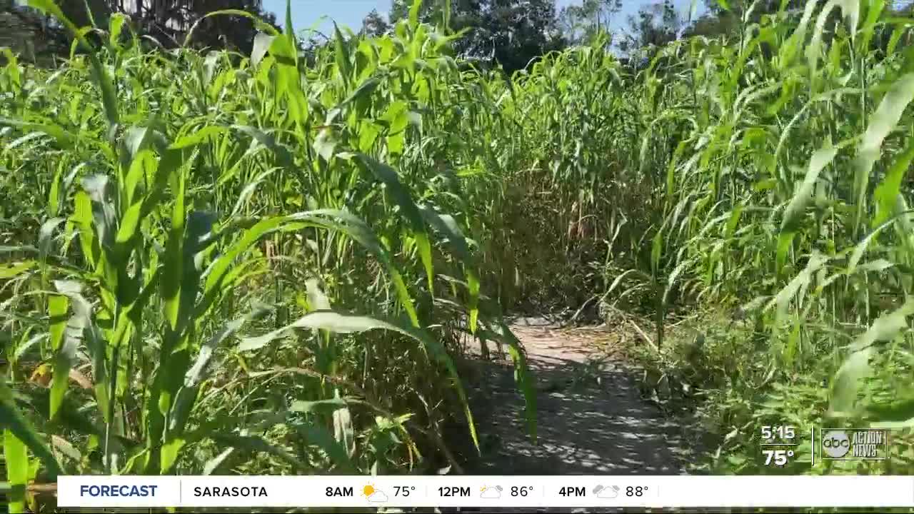 HarvestMoon Fun Farm in Brooksville features a mega-sized corn maze, wild petting zoo and more