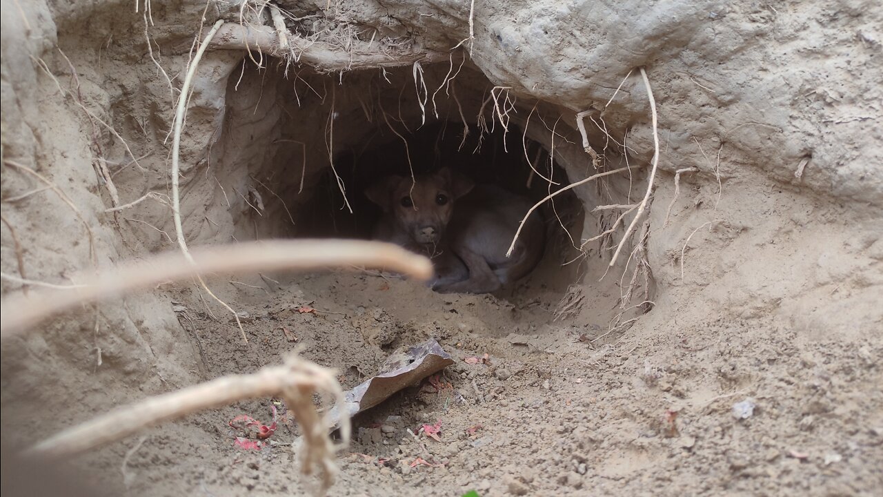 indian cute dog dug the hole in ground, to escape in summers.