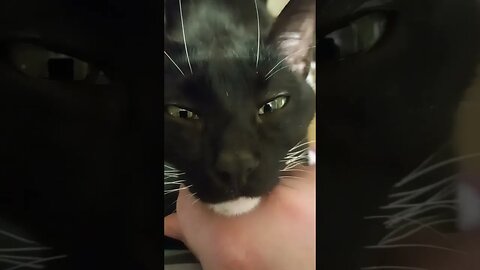 Moonpie loves leg sitting #shortsfeed #shorts #shortsvideo #youtubeshorts #catvideos #cat
