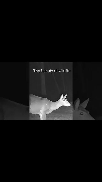 The Beauty of Wildlife part 1#shorts