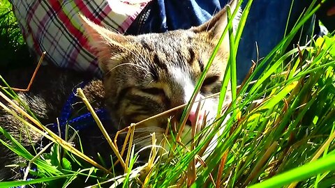 A Cat in the Grass